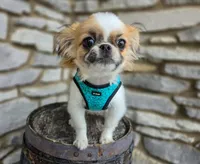 Missy, a female Chihuahua and Pekingese for sale in Fort Wayne, IN – Photo 3 of 6