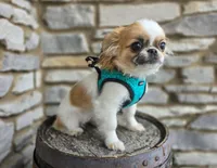 Missy, a female Chihuahua and Pekingese for sale in Fort Wayne, IN – Photo 5 of 6