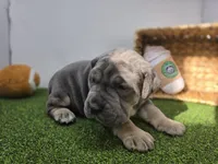 Willow, a female Cane Corso for sale in Fort Wayne, IN – Photo 3 of 8