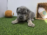 Willow, a female Cane Corso for sale in Fort Wayne, IN – Photo 1 of 8