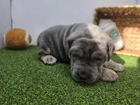 Willow, a female Cane Corso for sale in Fort Wayne, IN – Photo 4 of 8
