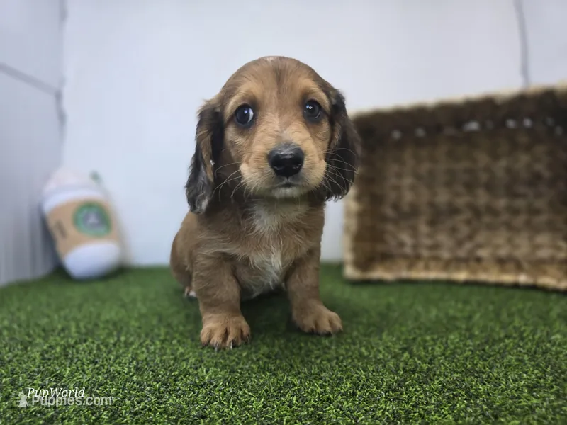 River – Dachshund puppy for sale in Fort Wayne, IN