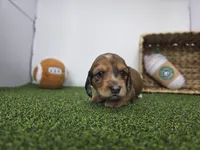 River, a male Dachshund for sale in Fort Wayne, IN – Photo 4 of 8