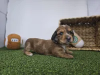River, a male Dachshund for sale in Fort Wayne, IN – Photo 1 of 8