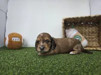 River, a male Dachshund for sale in Fort Wayne, IN – Photo 5 of 8