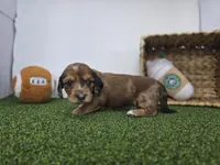 River, a male Dachshund for sale in Fort Wayne, IN – Photo 6 of 8