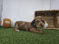 River, a male Dachshund for sale in Fort Wayne, IN – Photo 2 of 8