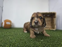 River, a male Dachshund for sale in Fort Wayne, IN – Photo 3 of 8