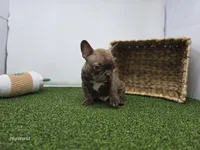 Jettson, a male Frenchton for sale in Fort Wayne, IN – Photo 4 of 7