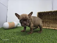 Jettson, a male Frenchton for sale in Fort Wayne, IN – Photo 3 of 7