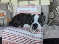 Jettson, a male Frenchton for sale in Fort Wayne, IN – Photo 7 of 7