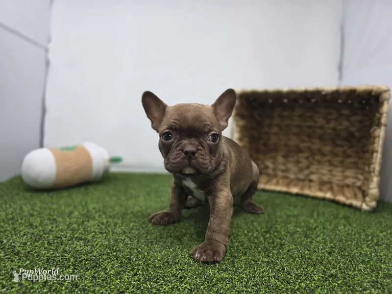 Jettson – Frenchton puppy for sale in Fort Wayne, IN