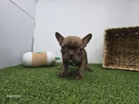 Jettson, a male Frenchton for sale in Fort Wayne, IN – Photo 2 of 7