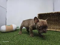 Jettson, a male Frenchton for sale in Fort Wayne, IN – Photo 5 of 7