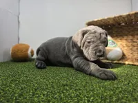 Roman, a male Cane Corso for sale in Fort Wayne, IN – Photo 5 of 6