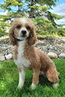 processed/ce1108ba-9929-49da-86cd-04a9cca21cec/listing/126ed9f2-8bef-403c-8f85-ba4ba8020522/049ab4d0-a3e7-465e-ba8e-58c6dc323d49