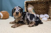 processed/ce1108ba-9929-49da-86cd-04a9cca21cec/listing/15d3aa90-6b2b-41f8-b28c-bb5b1d66c017/f946cf14-4719-4774-992f-b13489a1575b