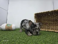 Bowie, a male Frenchton for sale in Fort Wayne, IN – Photo 3 of 8