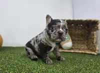 Bowie, a male Frenchton for sale in Fort Wayne, IN – Photo 3 of 8