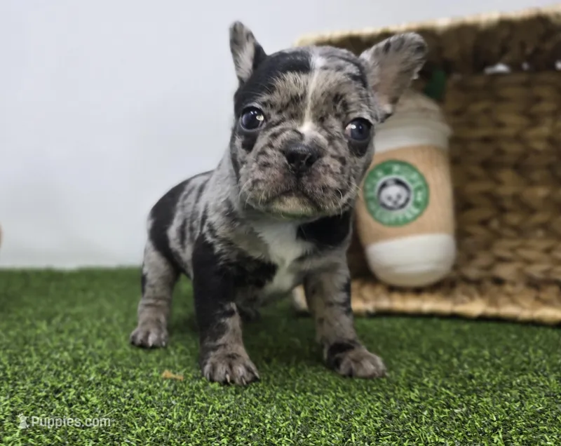 Bowie – Frenchton puppy for sale in Fort Wayne, IN