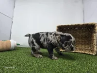 Bowie, a male Frenchton for sale in Fort Wayne, IN – Photo 2 of 8