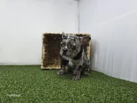Bowie, a male Frenchton for sale in Fort Wayne, IN – Photo 5 of 8