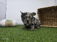 Bowie, a male Frenchton for sale in Fort Wayne, IN – Photo 4 of 8