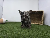 Bowie, a male Frenchton for sale in Fort Wayne, IN – Photo 6 of 8