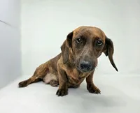 Diego, a male Dachshund for sale in Fort Wayne, IN – Photo 8 of 8