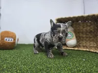 Bowie, a male Frenchton for sale in Fort Wayne, IN – Photo 2 of 8