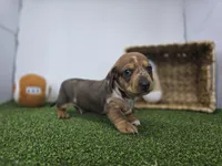 Diego, a male Dachshund for sale in Fort Wayne, IN – Photo 4 of 8