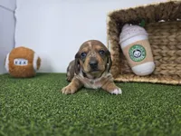 Diego, a male Dachshund for sale in Fort Wayne, IN – Photo 2 of 8