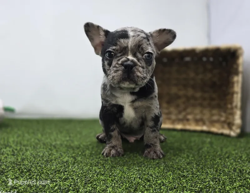 Bowie – Frenchton puppy for sale in Fort Wayne, IN
