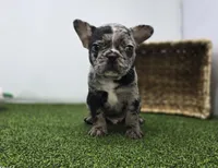 Bowie, a male Frenchton for sale in Fort Wayne, IN – Photo 1 of 8