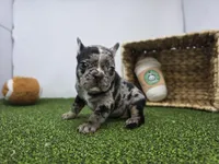 Bowie, a male Frenchton for sale in Fort Wayne, IN – Photo 4 of 8