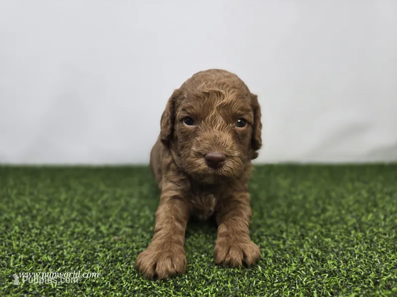 Clementine – Miniature Goldendoodle puppy for sale in Fort Wayne, IN