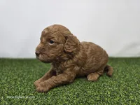Clementine, a male Miniature Goldendoodle for sale in Fort Wayne, IN – Photo 2 of 3