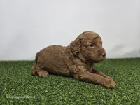 Clementine, a male Miniature Goldendoodle for sale in Fort Wayne, IN – Photo 3 of 3
