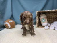 processed/ce1108ba-9929-49da-86cd-04a9cca21cec/listing/20e9d1b9-ab2e-4fb2-9890-5d11a7115e3b/1c9f4bfc-2f08-4989-b056-64ff60b57fb8