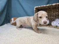 processed/ce1108ba-9929-49da-86cd-04a9cca21cec/listing/238fbf85-f49f-443b-a1b2-a7fdc1654b1c/d3b3d7ea-565d-40ce-bf0e-ca5beb643650