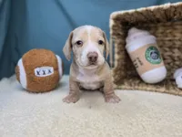 processed/ce1108ba-9929-49da-86cd-04a9cca21cec/listing/238fbf85-f49f-443b-a1b2-a7fdc1654b1c/eb505385-d29c-4ede-82a7-a92f670747de