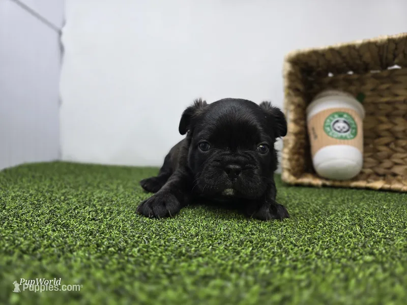 Bogey – Frenchton puppy for sale in Fort Wayne, IN