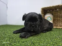 Bogey, a male Frenchton for sale in Fort Wayne, IN – Photo 4 of 6