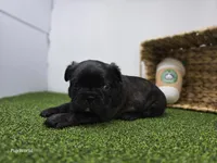 Bogey, a male Frenchton for sale in Fort Wayne, IN – Photo 3 of 6