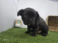 Bogey, a male Frenchton for sale in Fort Wayne, IN – 4 of 6