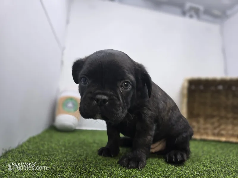 Bogey – Frenchton puppy for sale in Fort Wayne, IN