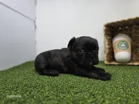 Bogey, a male Frenchton for sale in Fort Wayne, IN – Photo 5 of 6