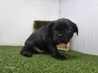Bogey, a male Frenchton for sale in Fort Wayne, IN – 3 of 6