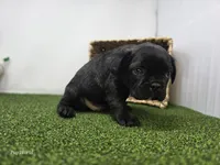 Bogey, a male Frenchton for sale in Fort Wayne, IN – 6 of 6