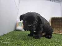 Bogey, a male Frenchton for sale in Fort Wayne, IN – 5 of 6